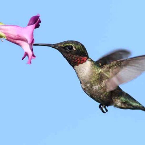 Hummingbird Pollination: Not Just for the Birds